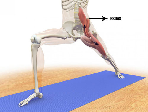 muscolo-psoas